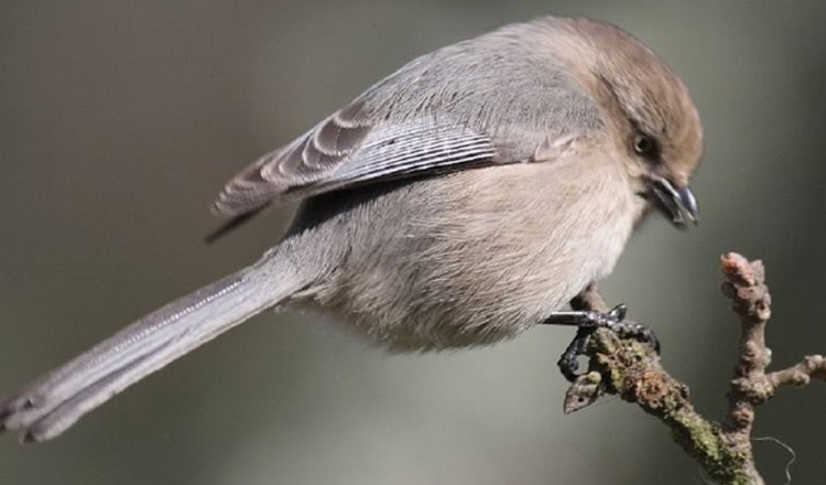 Bridled Titmouse