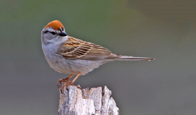 Birdlife Chipping Sparrow