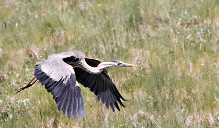 Birdlife Hering