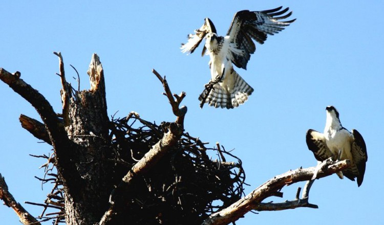 Birdlife Osprey Hawk