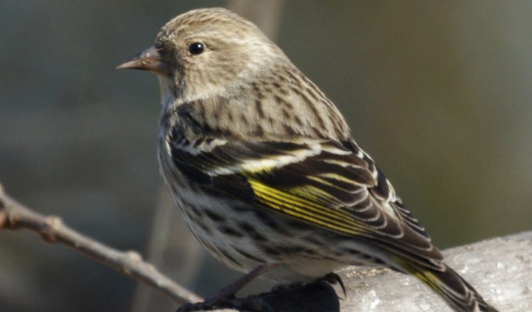 Birdlife Pine SIskin