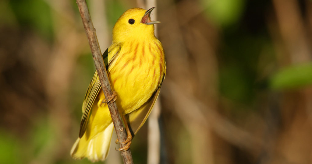 Birdlife Yellow Warbler, Arizona