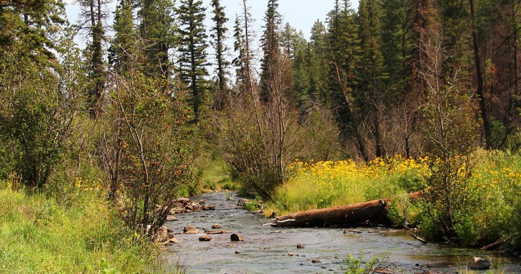 Wildflowers on the River bank