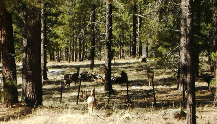 Wildlife Viewing - Greer, Arizona