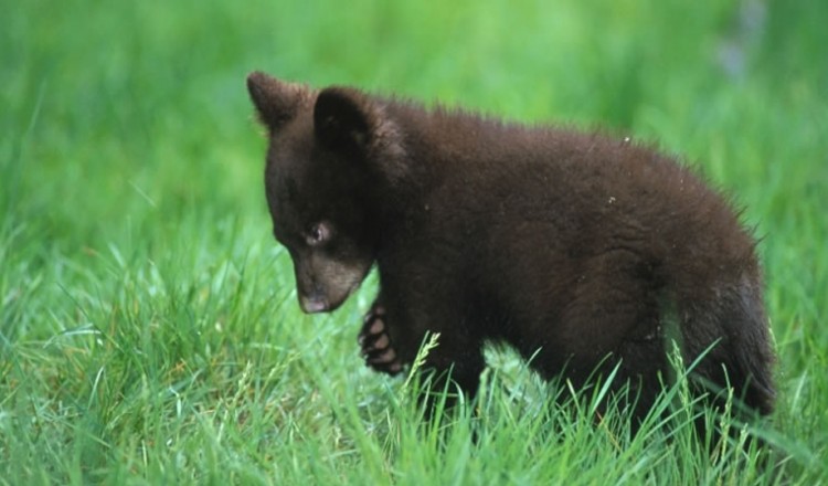 Wildlife Bear Cub