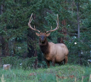 Elk in Greer, AZ