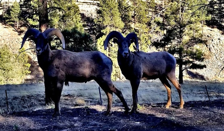 Bighorn Sheep stop for photo