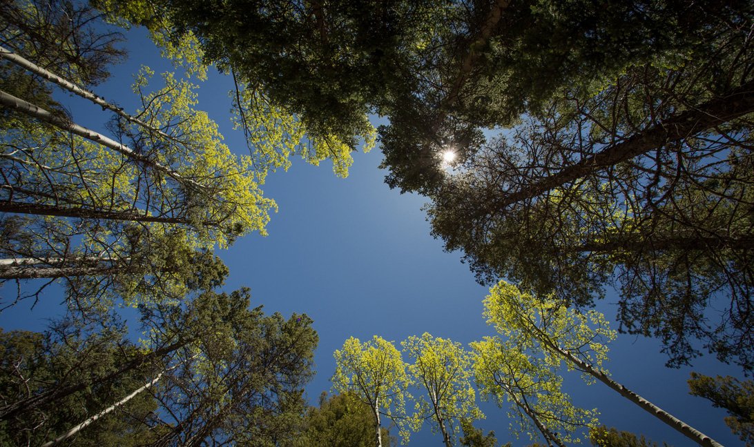 Aspen Trees & Ponderosa Pines