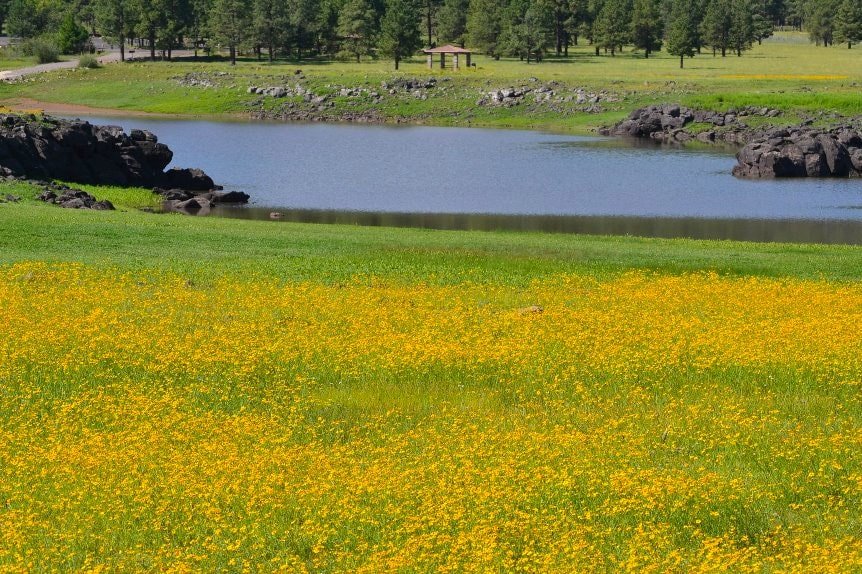 Spring flowers bloom at Greer Lakes