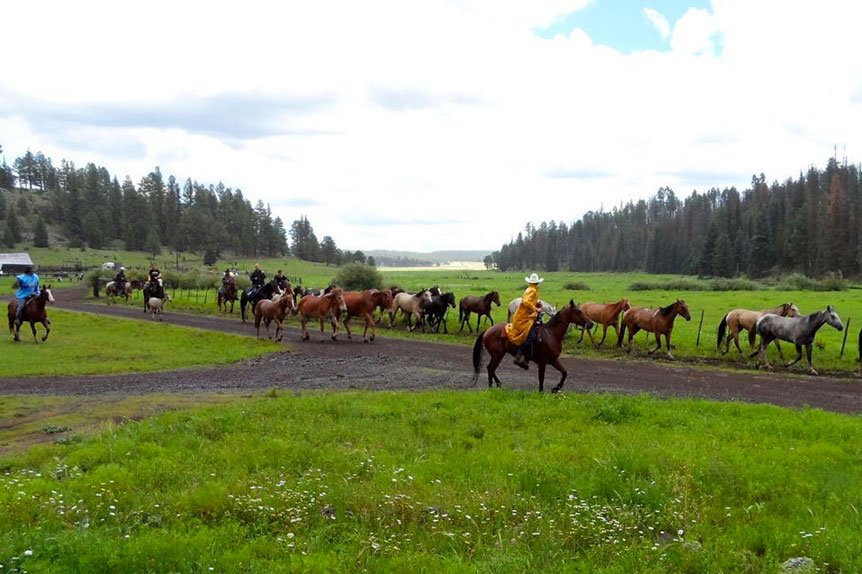 Spruce Ride Horse Drive