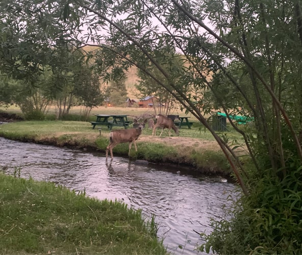 Deer crossing Little Colorado River in Greer