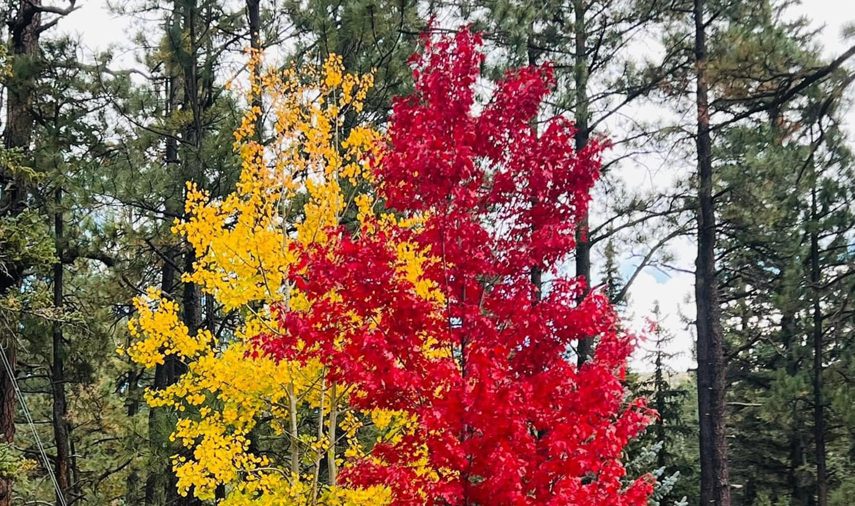 Red and gold aspens in Greer, Arizona