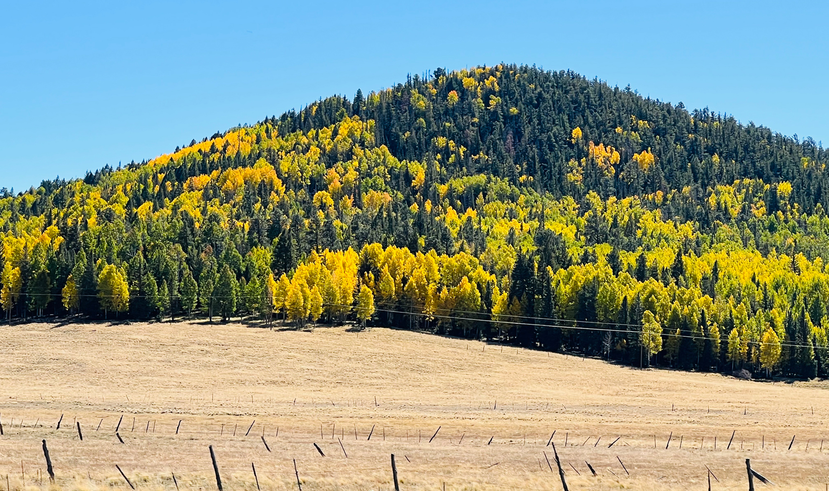 Aspen grove in full fall color in Greer, Arizona