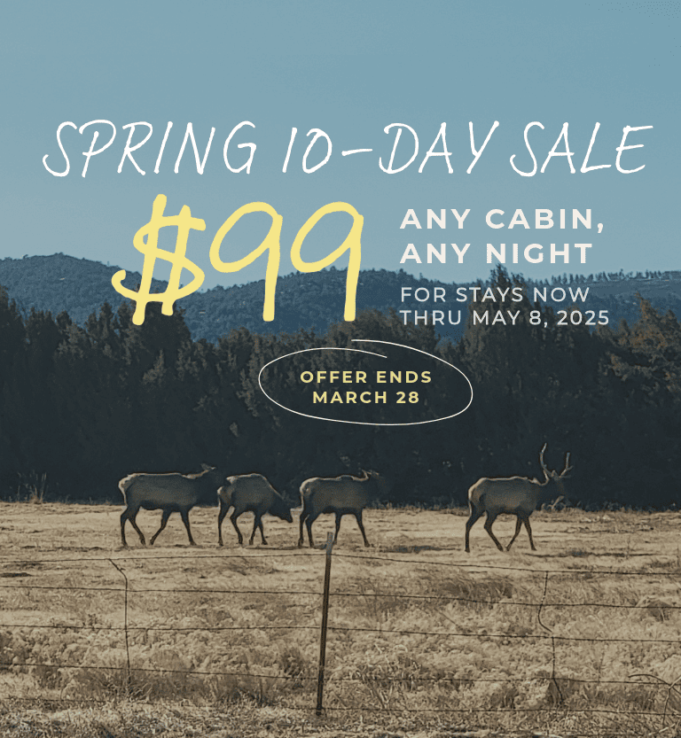 May Cabin Specials in Greer, AZ